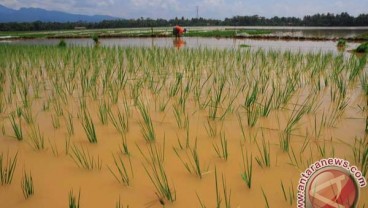 BANJIR BANDUNG SELATAN: 365 Ha Sawah Terancam Gagal Panen